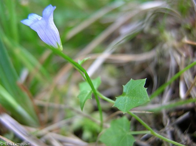 Campanille à fleurs de lierres
