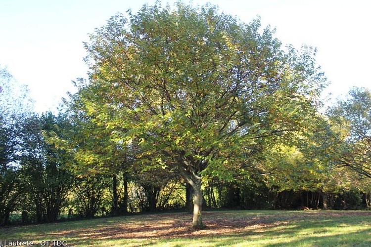 Châtaigneraie