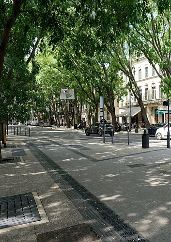 Visite guidée - Comme un arbre dans la ville