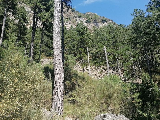 Forêt de pins