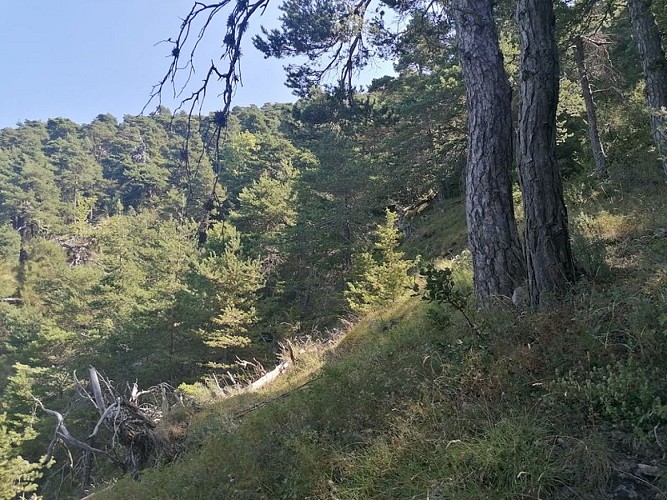 Forêt de pins