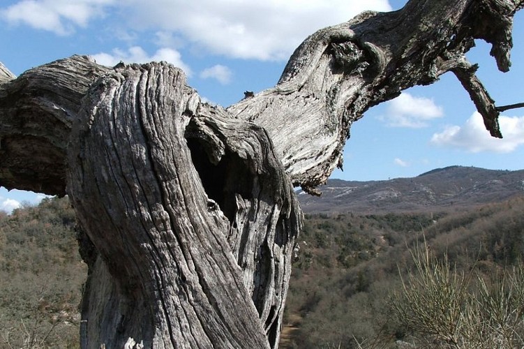 Bois mort