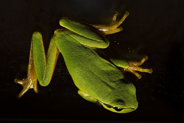 Rainette méridionale