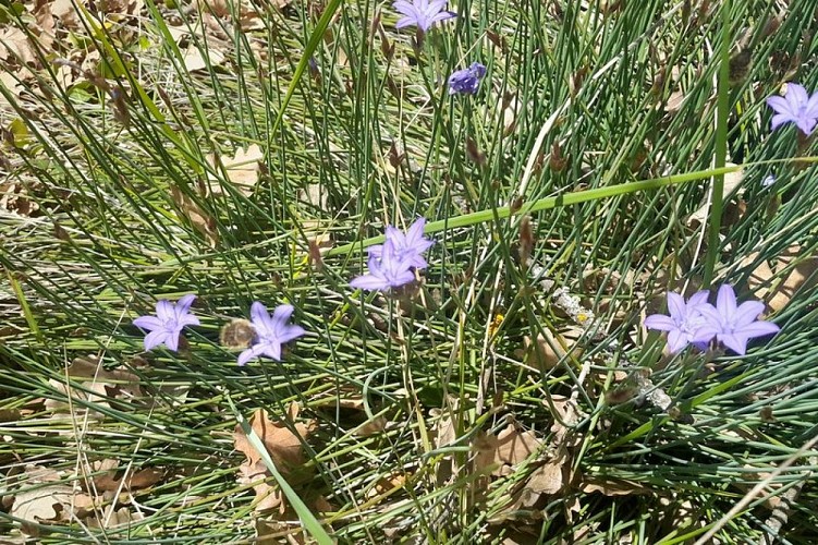 Aphyllante de Montpellier