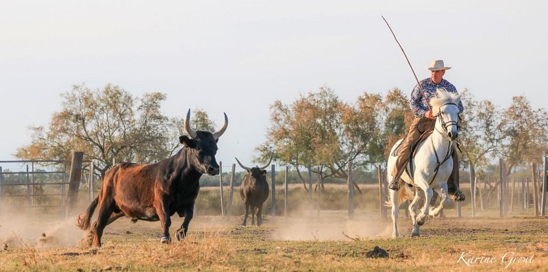 Camargue Evenings – Manade Saint-Louis