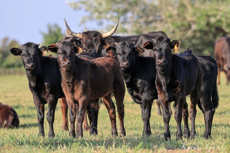 Veillées camarguaises - Manade Saint-Louis