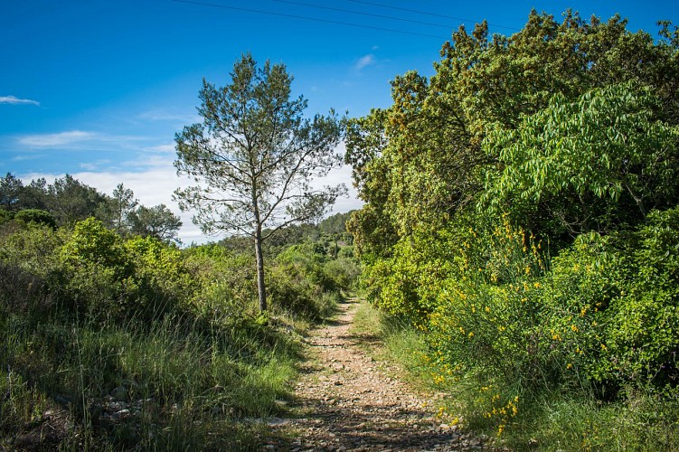 Domaine d'Escattes