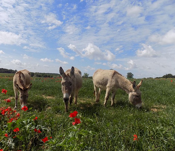 Ride with a donkey - Au Pas de l'Âne