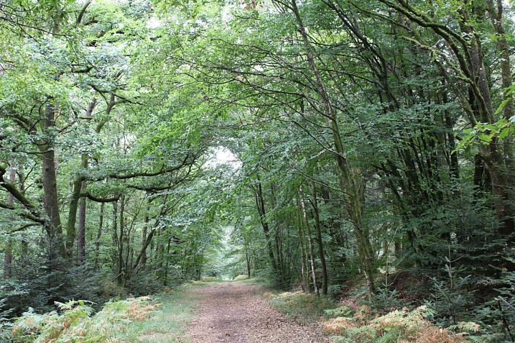 La Forêt d'Ecouves