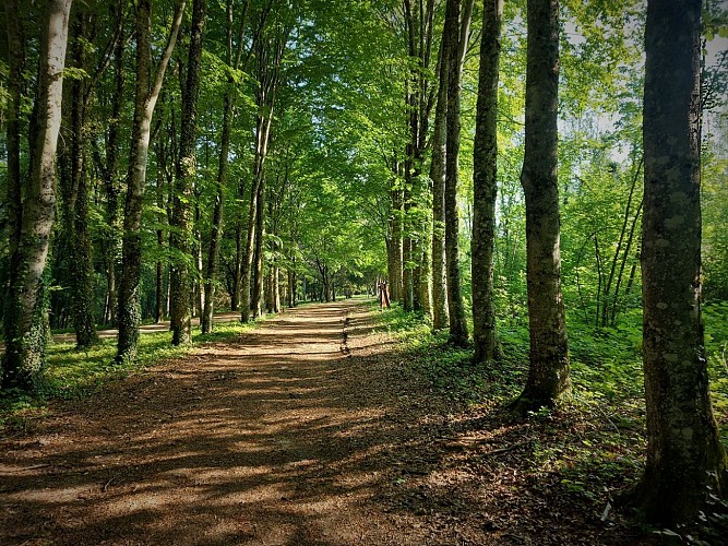 Défi nature : parcours ludo éducatif en forêt de Rothonne