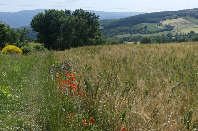 Plantes messicoles en bord de champ