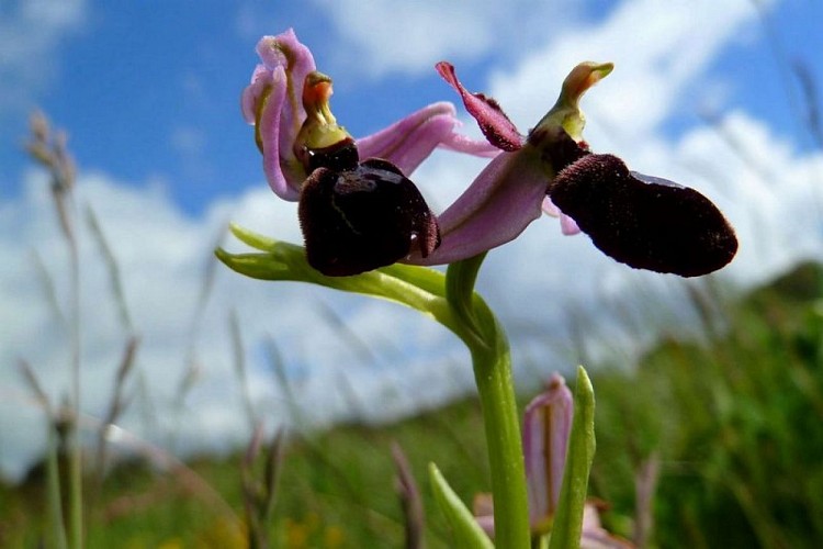 Ophrys de Bertoloni