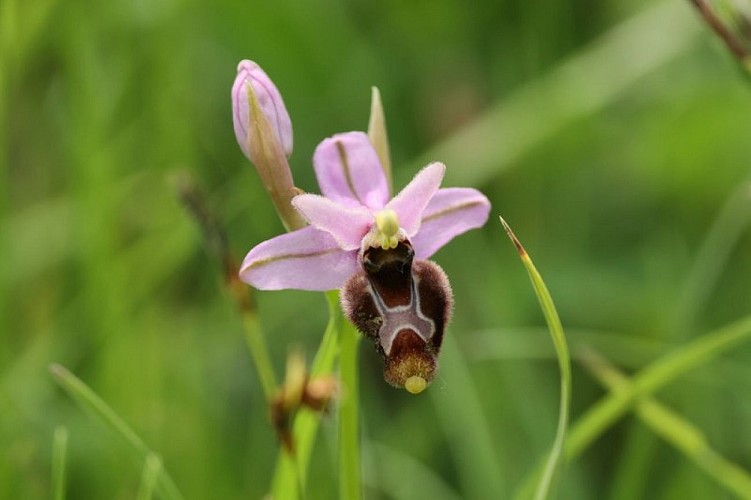 Ophrys de Bertoloni