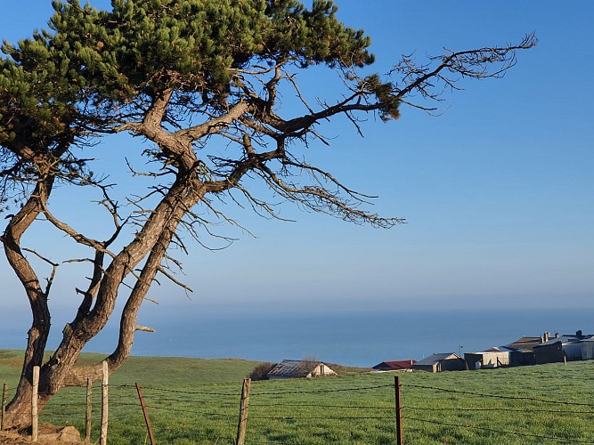 Vue sur mer depuis les champs