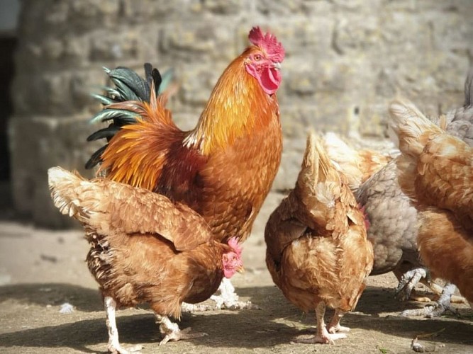 uncmt-tailleville-animaux-poules-parc-1200