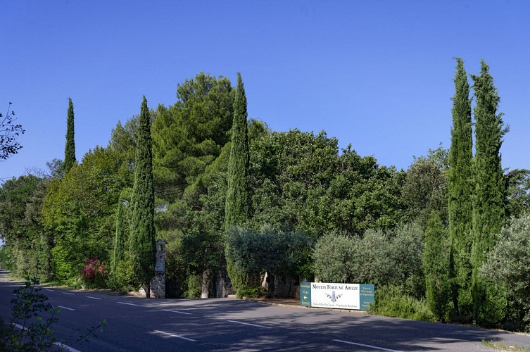 Discovery of the cultivation of the olive tree with the Arizzi Mill