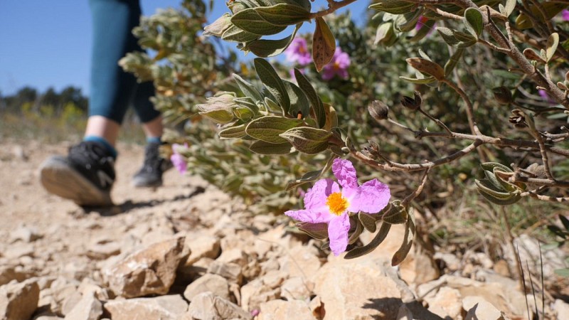 Trail Saint Cyr