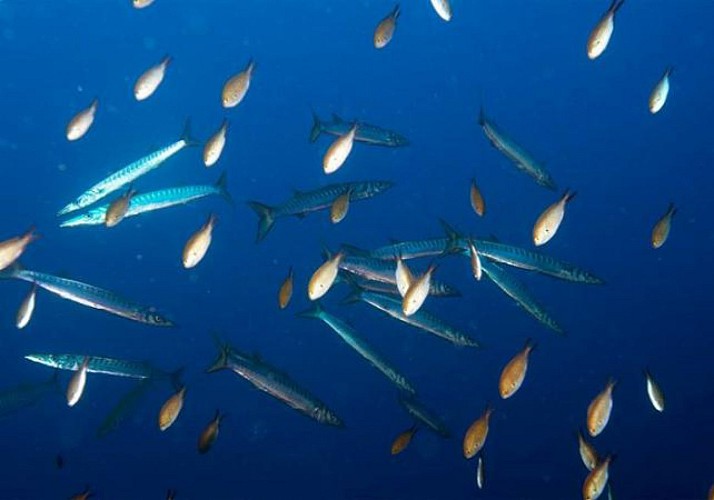 Initiation à la plongée sous-marine – à 20min de Cannes