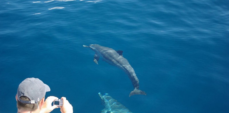 Croisière d'observation des dauphins au large de la Martinique - Au départ des Trois-Îlets