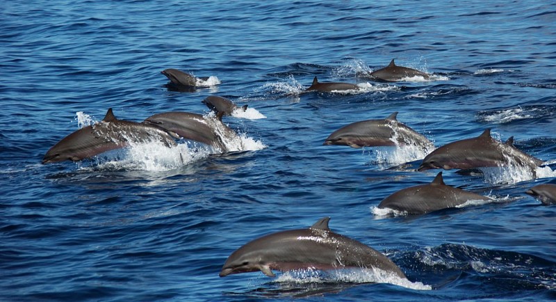 Croisière d'observation des dauphins au large de la Martinique - Au départ des Trois-Îlets