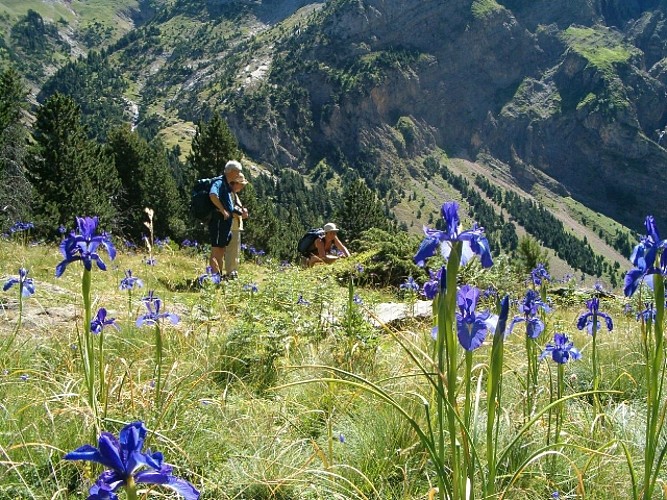 Iris des Pyrénées