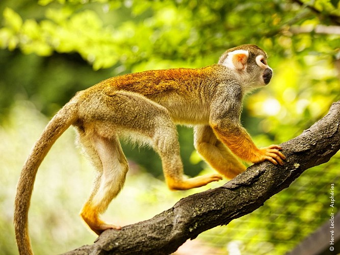 singes-parcanimalierdespyrenees