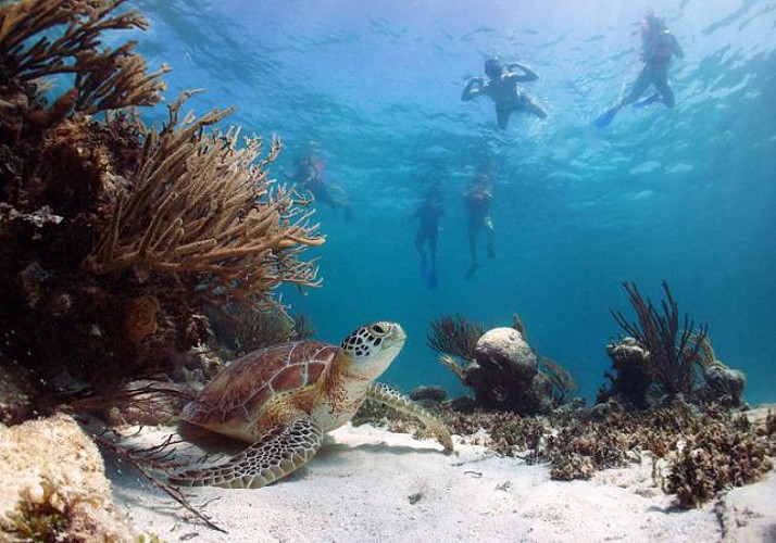 Scuba Diving around the Pidgeon Isles – Departing from Basse-Terre, Guadeloupe