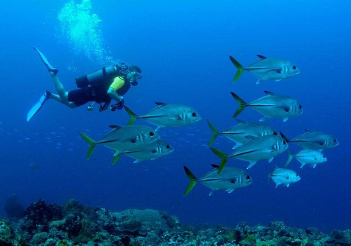 Plongée sous-marine autour des îlets Pigeon - Au départ de Basse-Terre, Guadeloupe