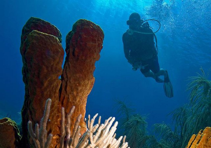 Plongée sous-marine autour des îlets Pigeon - Au départ de Basse-Terre, Guadeloupe