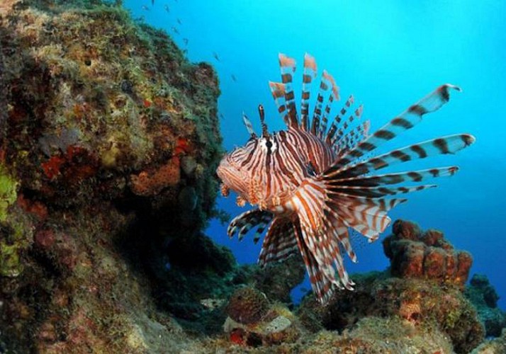 Plongée sous-marine autour des îlets Pigeon - Au départ de Basse-Terre, Guadeloupe