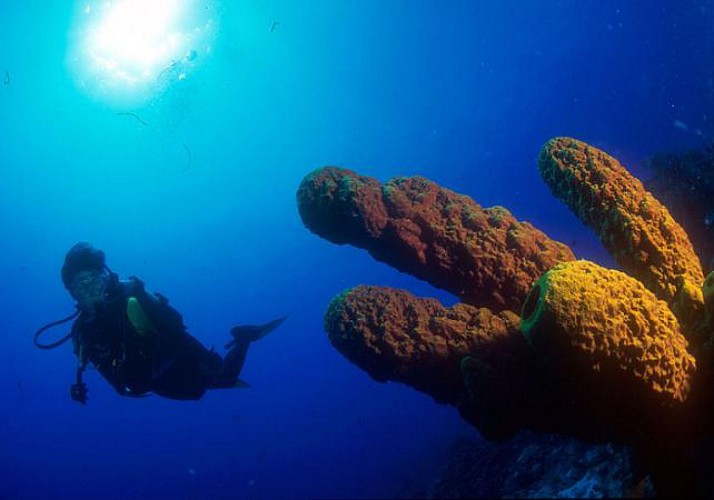 Plongée sous-marine autour des îlets Pigeon - Au départ de Basse-Terre, Guadeloupe