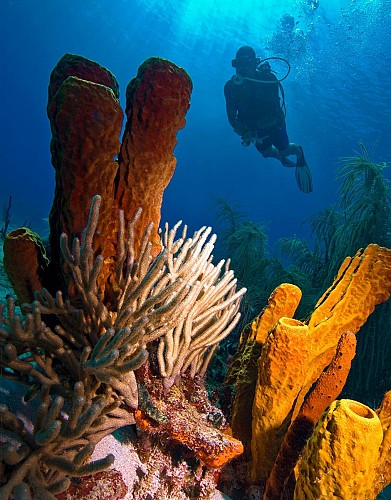 Baptême de plongée au cœur de la Réserve Cousteau - Au départ de Basse-Terre, Guadeloupe