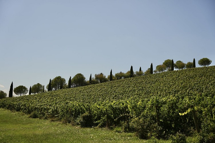 Dominik Benz - Créateur de Vin