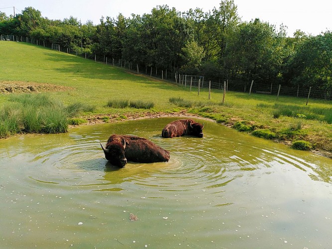 Parc Animalier de Lapenne par La Ferme aux Bisons