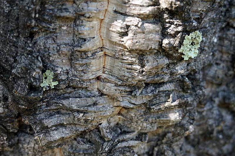 Cork oak, a tree adapted to fire