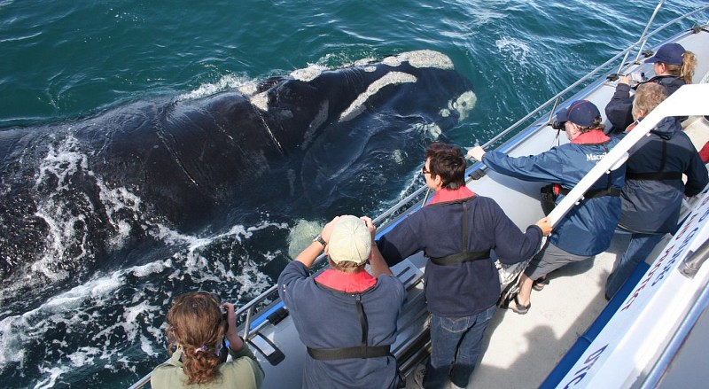Croisière d'observation des baleines au large de Dyer Island - Au départ de Gansbaai (à 2h de Cape Town et 30 mn d'Hermanus)