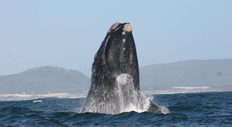 Croisière d'observation des baleines au large de Dyer Island - Au départ de Gansbaai (à 2h de Cape Town et 30 mn d'Hermanus)