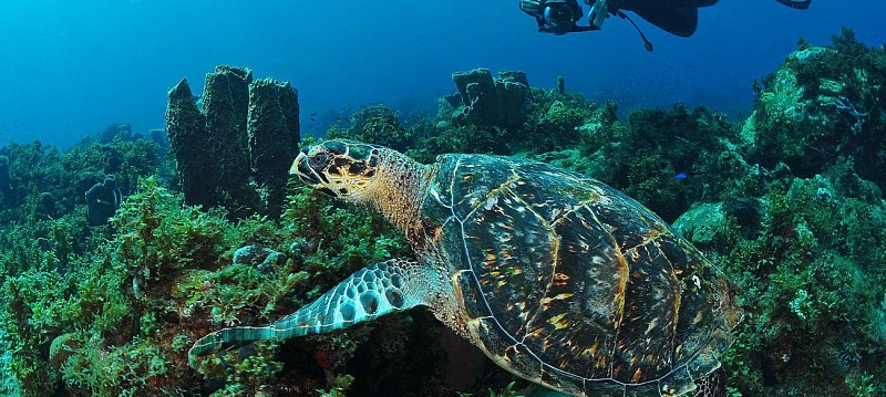 Plongée sous-marine en Martinique - Forfaits 1, 3, 6, 10 ou 15 sites - Au départ des Trois Îlets