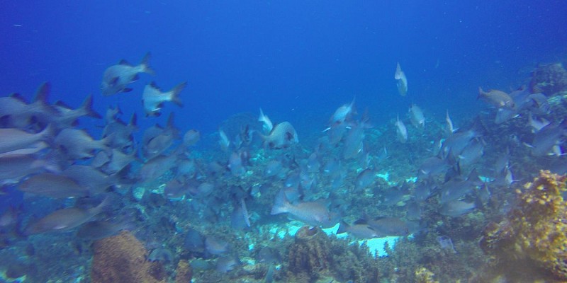 Plongée sous-marine en Martinique - Forfaits 1, 3, 6, 10 ou 15 sites - Au départ des Trois Îlets