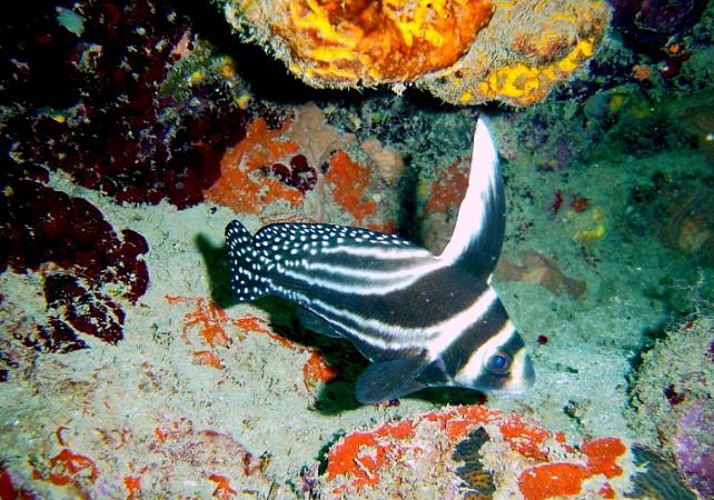 Plongée sous-marine en Martinique - Forfaits 1, 3, 6, 10 ou 15 sites - Au départ des Trois Îlets