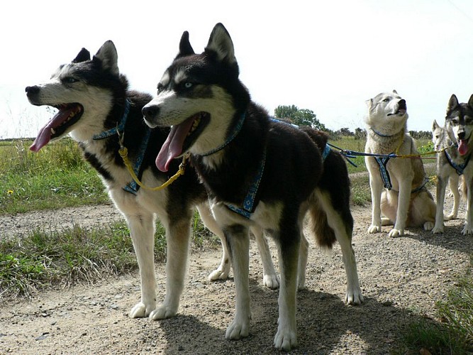 HUSKY DREAM - CHIENS DE TRAINEAU