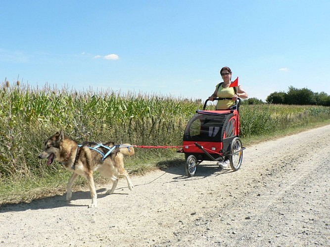 HUSKY DREAM - CHIENS DE TRAINEAU
