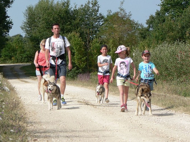 Husky Dream Chiens de traineau