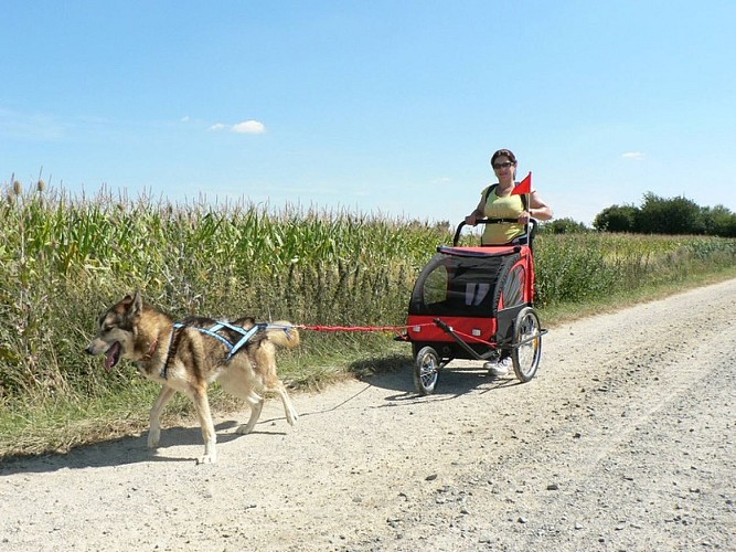Husky Dream Chiens de traineau