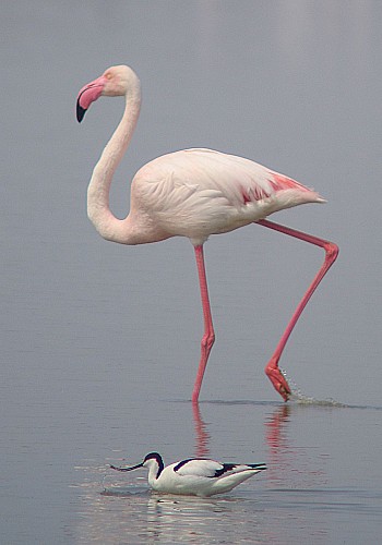 Observatorio Flamingo