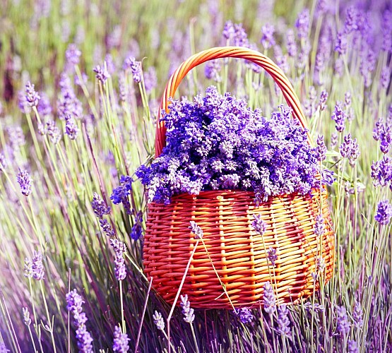 Day trip to the Lavender Fields and the Verdon Gorges