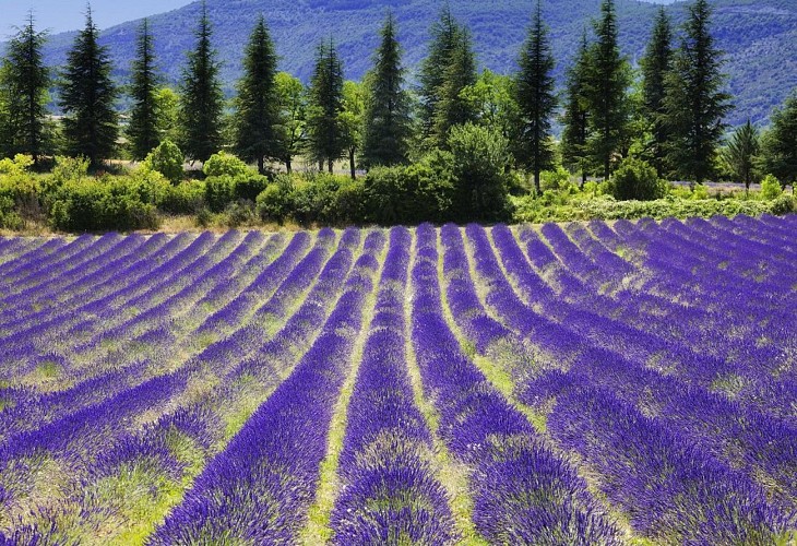 Day trip to the Lavender Fields and the Verdon Gorges