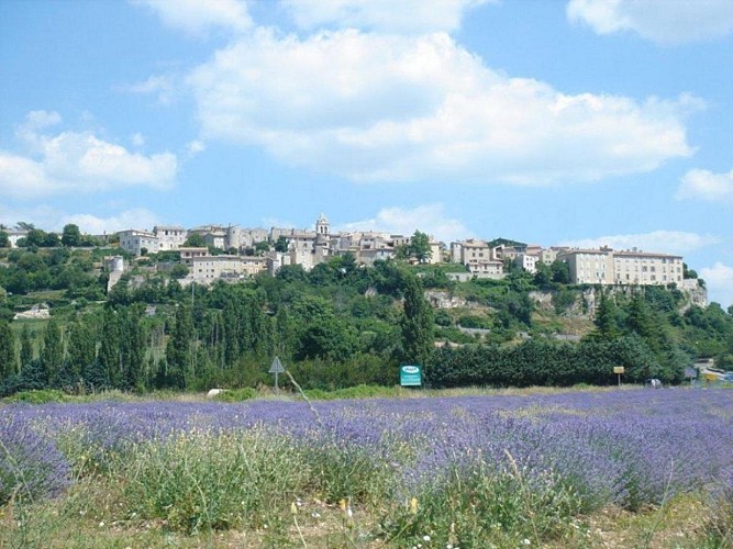 Journée découverte autour des champs de Lavande et des Gorges du Verdon