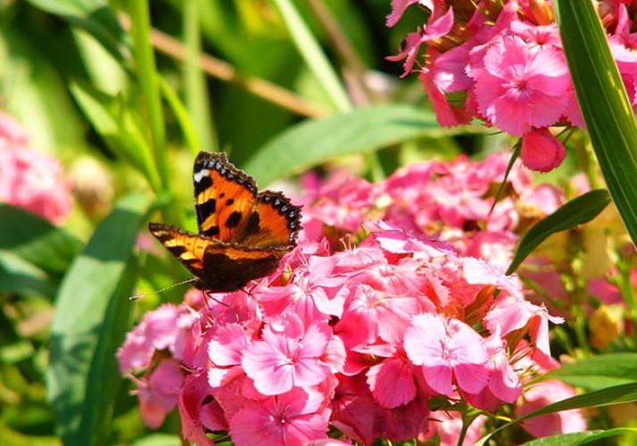 Découverte de Giverny et de l'oeuvre de Monet dans la matinée - 08h15