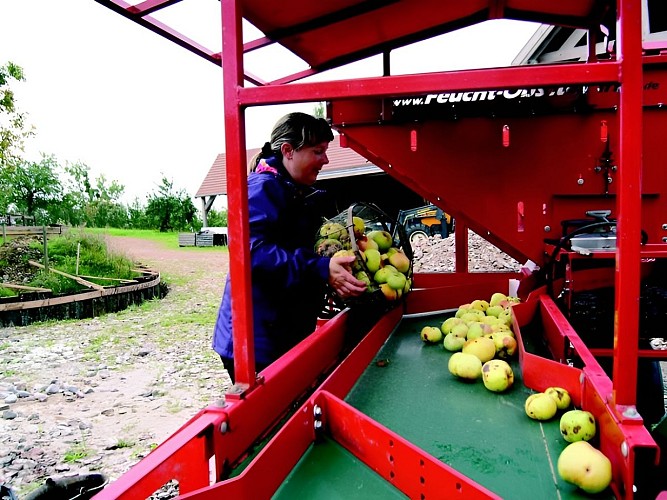 Domaine des Essarts Pommes